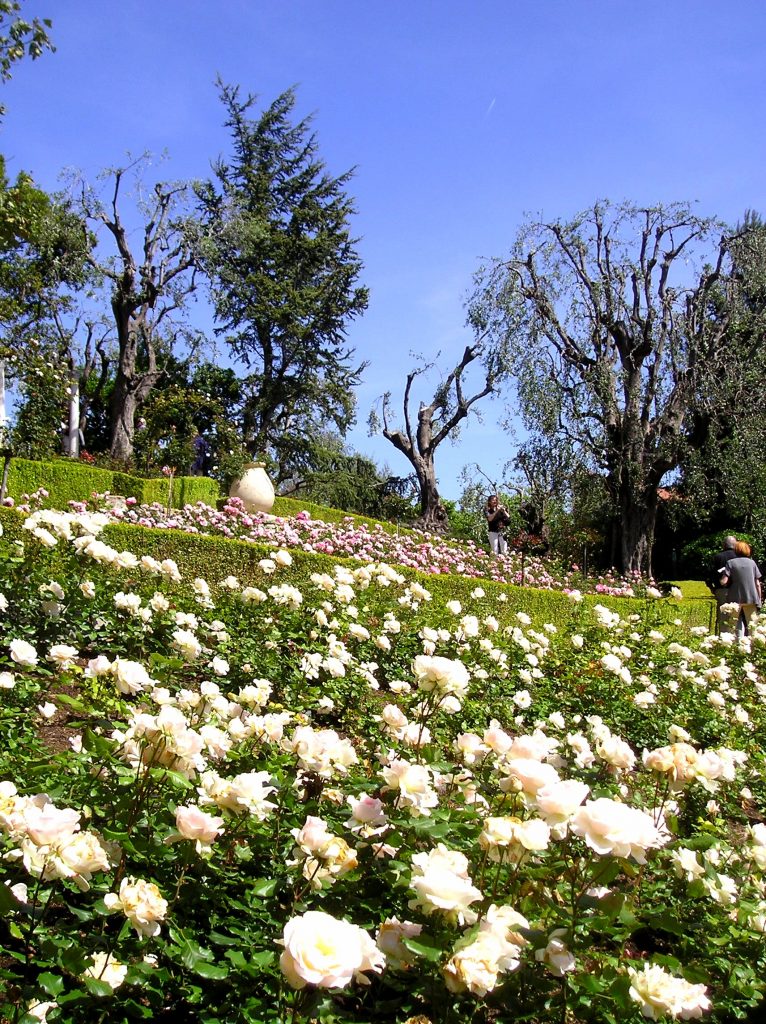 Il giardino delle rose Villa Ephrussi de Rothschild Costa Azzurra