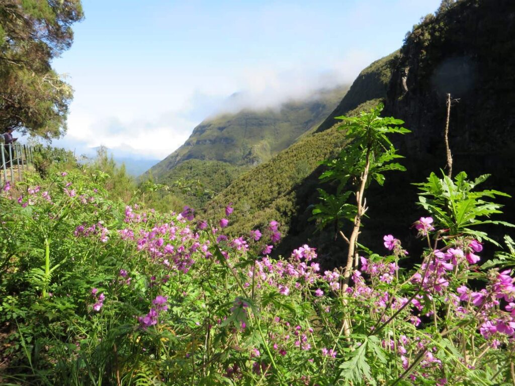 Valle di Rabaçal a Madeira, nella foresta Laurisilva UNESCO, con gerani vivaci in primo piano e vegetazione lussureggiante