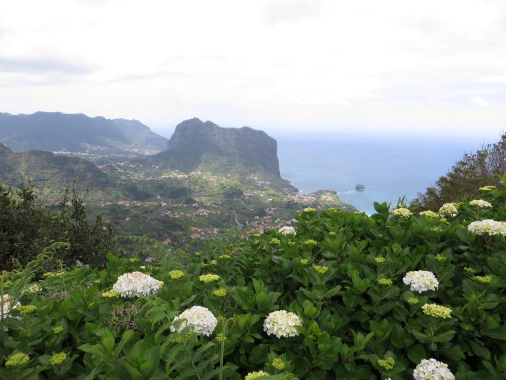 Ortensie lungo una strada di Madeira con Penha d'Águia sullo sfondo