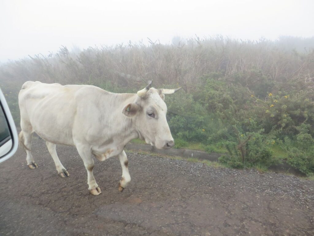 Mucca lungo una strada di montagna nell'entroterra di Madeira