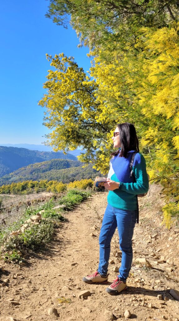 Dove vedere la fioritura delle mimose in Costa Azzurra