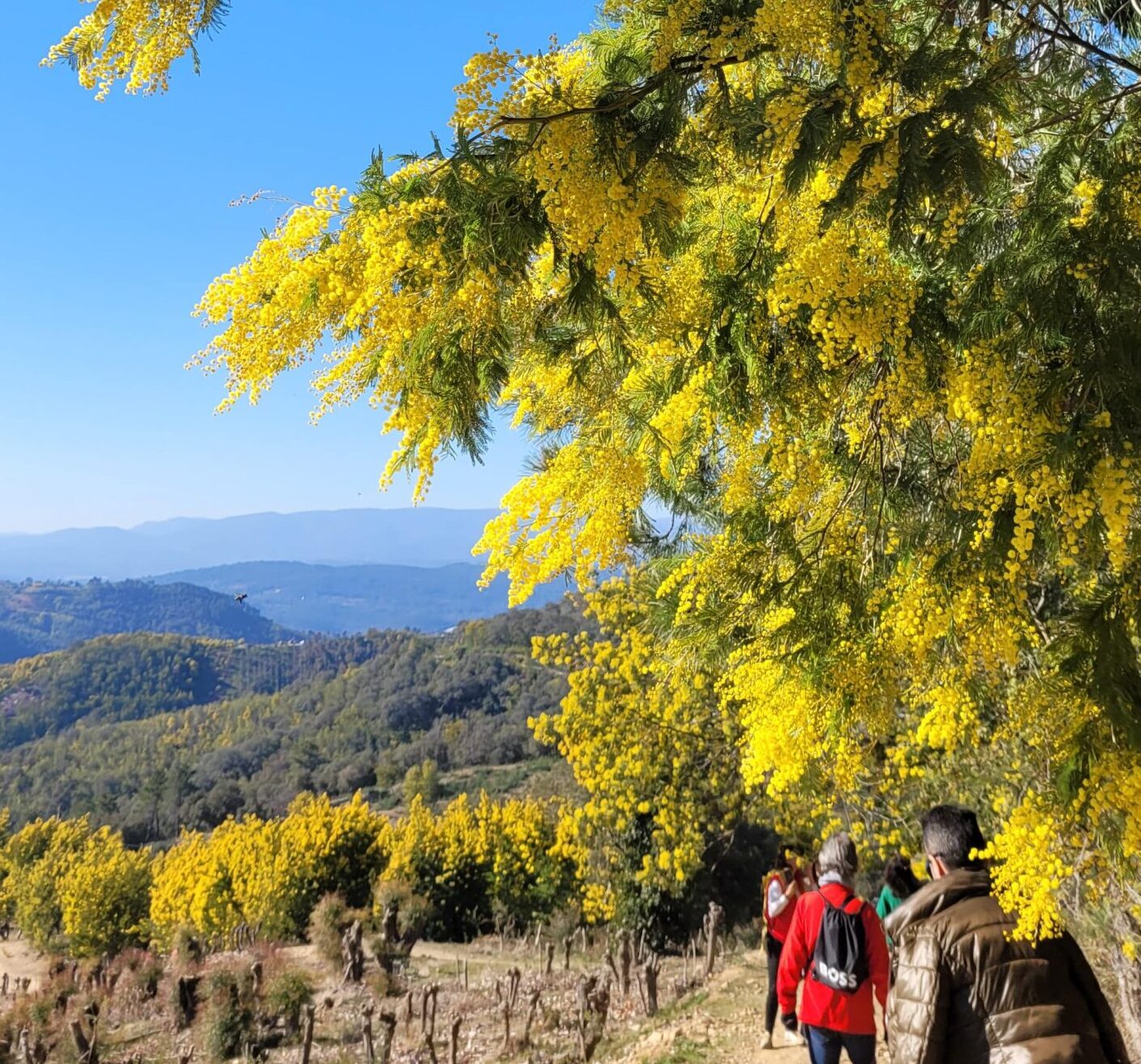 dove vedere la fioritura delle mimise nizza costa azzurra