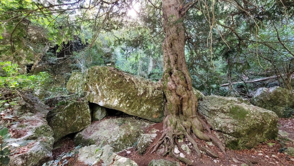 La foresta della Sainte Baume sul sentiero che porta alla grotta di Maria Maddalena in Provenza