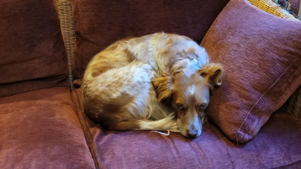 Clyde, lo spaniel del Bed and breakfast
