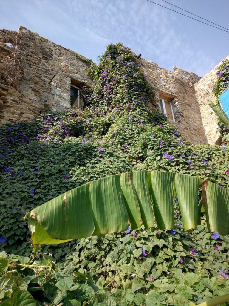 Ruderi di antiche case invasi dalla vegetazione a Bussana Vecchia.