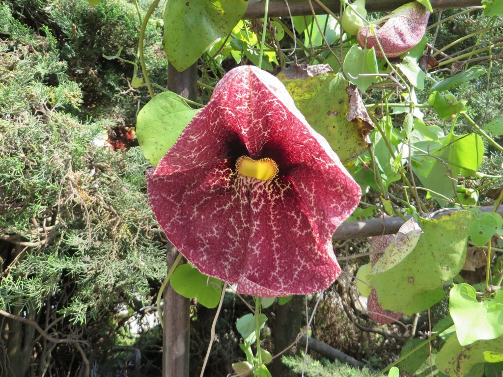 Aristolochia gigantea al giardino di Val Rahmeh a Menton