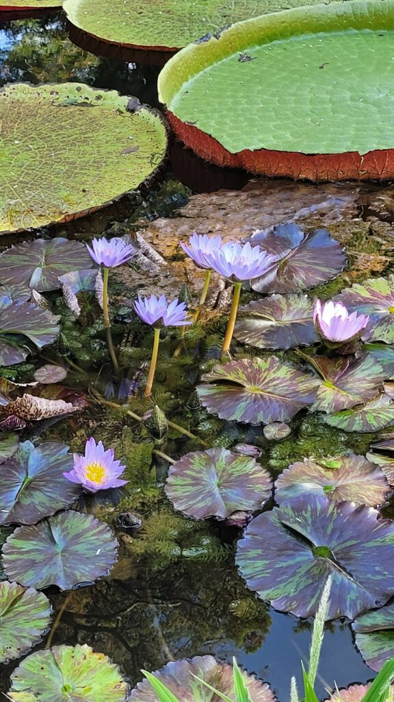 Ninfea in fiore a Menton
