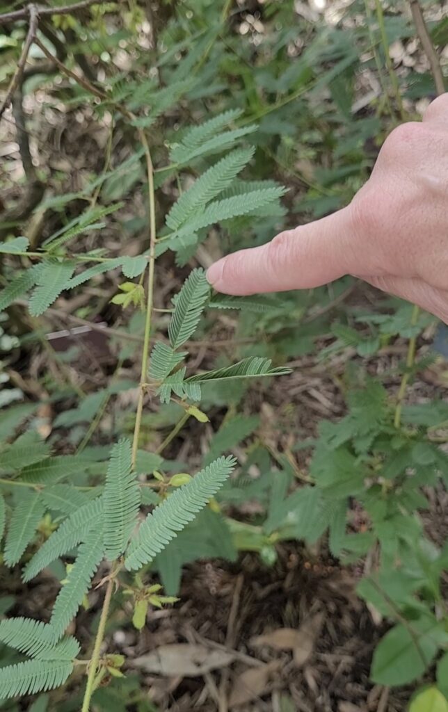Mimosa pudica che se toccata si ritrae