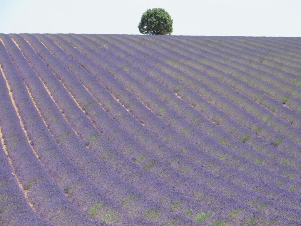 Campi di lavanda a Valensole in Provenza