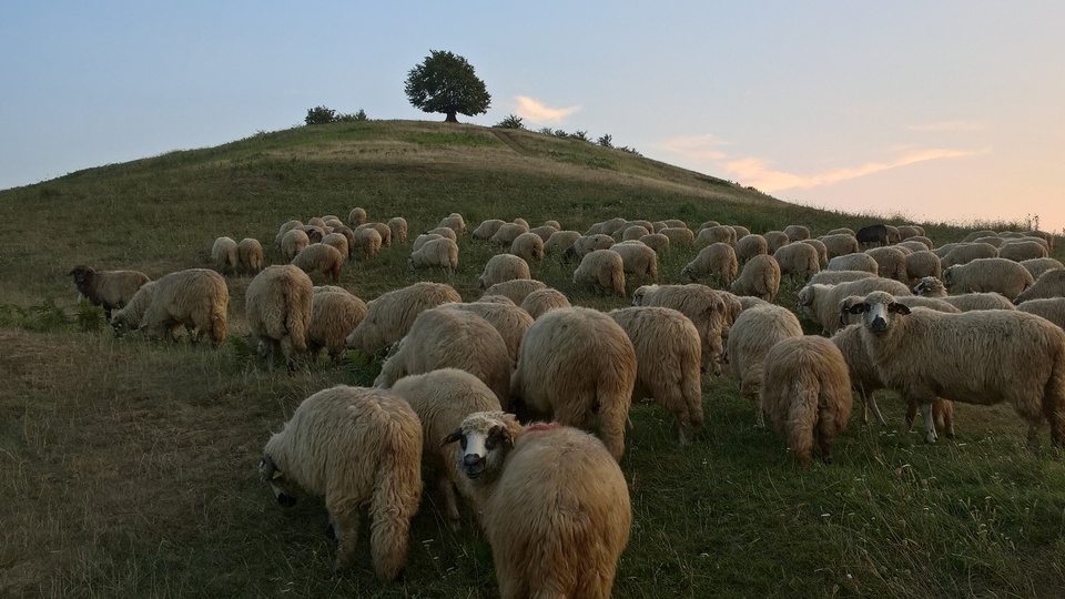 Gregge di pecore al pascolo sulle colline di Calinesti, in Romania