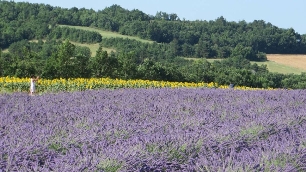 Campo di lavanda e girasoli in Provenza